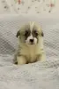 Щенки Вельш корги пемброк