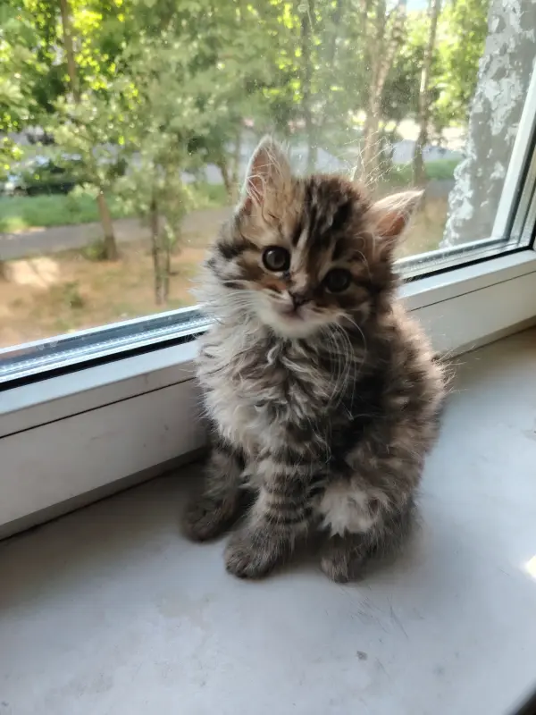 Котята
