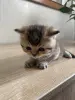 Котята золотая шиншилла - шотландцы