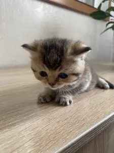 Котята золотая шиншилла - шотландцы