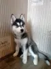 Хаски.Щенок