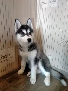 Хаски.Щенок