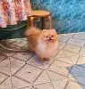 Шпиц шикарный мишка.