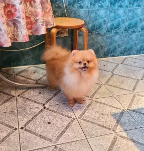 Шпиц шикарный мишка.