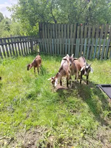 Коза. Козлята