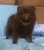 Кому шоколадного медвежонка?