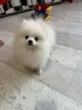Померанский шпиц.