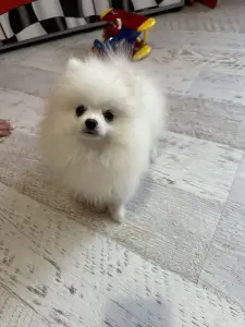 Померанский шпиц.