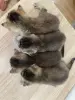 Котята золотая шиншилла - шотландцы