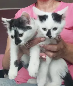 Котята