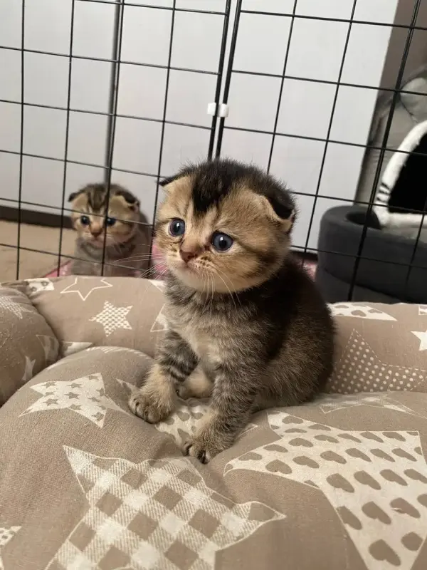 Шотландские котята