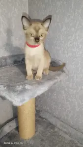 Европейская Бурма котята