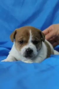 Щенки Джек Рассел терьера