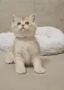 Шотландский прямоухий мальчик