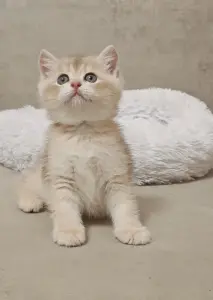 Шотландский прямоухий мальчик