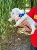 щенки французского бульдога