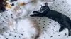 Кошки - Котята в добрые руки - Вся Беларусь Котята в добрые руки - Вся Беларусь - 212445 - Доска объявлений Kupika.by