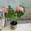 Розебудная цветущая герань Antique Rose