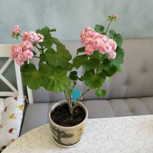 Розебудная цветущая герань Antique Rose