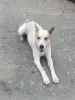 Собака в дар
