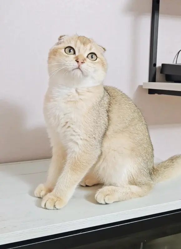 Шотландский вислоухий мальчик