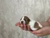 Предлагаются щенки для брони