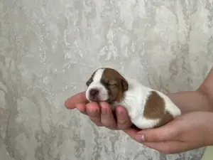 Предлагаются щенки для брони