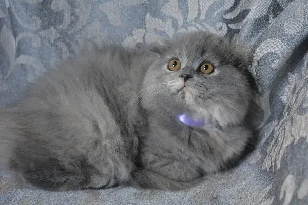 Шотландские котята вислоухие и Прямоухие