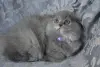 Шотландские котята вислоухие и Прямоухие