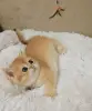 Кукольная шотландская девочка