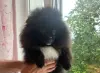 Померанский шпиц мини мальчик