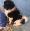 Нарядная девочка померанский шпиц