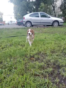 Щенки бигль