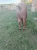 Хряк рабочий Дюрок