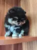 Девочка померанского шпица