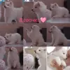 Щенок самоедская лайка