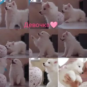 Щенок самоедская лайка