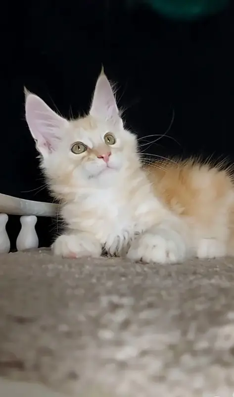 Котенок Мейн Кун крупный