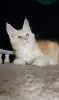 Котенок Мейн Кун крупный