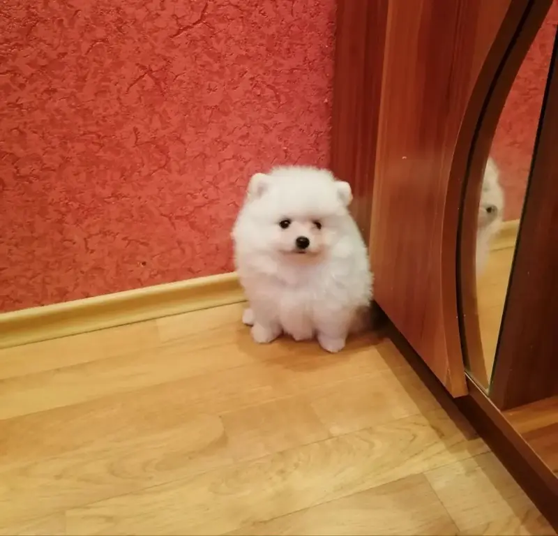Мальчик белого померанского шпица