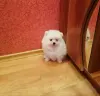 Мальчик белого померанского шпица