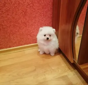 Мальчик белого померанского шпица