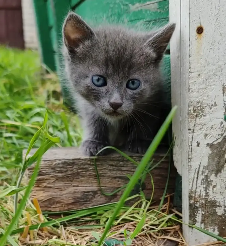 Котята
