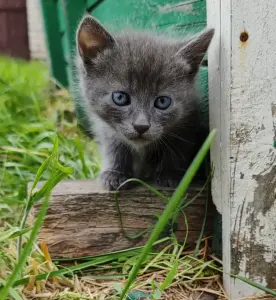 Котята