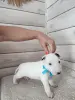 Бультерьер миниатюрный