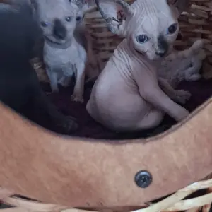 Котята