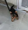 Йоркширский терьер