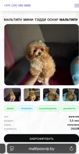 Элитные мини мальтипу от мальтипувипбай