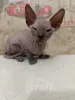 Котенок донского сфинкса