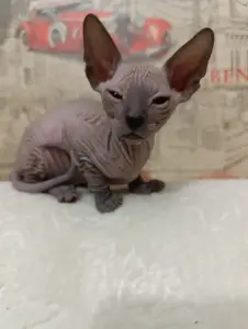 Котенок донского сфинкса